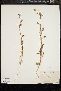 Image of Gilia achilleifolia