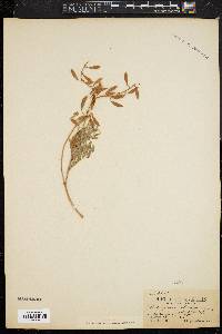 Image of Astragalus aboriginum