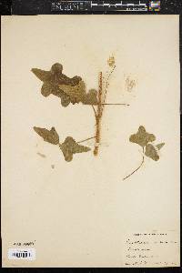 Image of Erythrina arborea