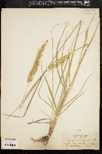 Image of Calamagrostis rubescens