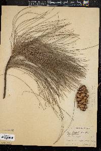 Image of Pinus griffithii