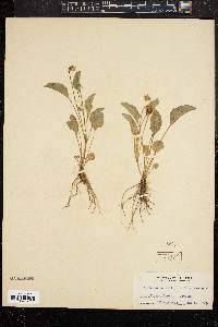 Image of Viola aurea