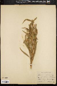 Image of Archibaccharis auriculata