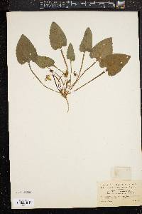 Image of Viola chinensis