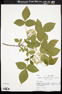 Ptelea trifoliata image