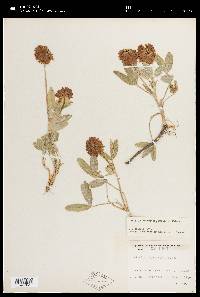 Image of Trifolium beckwithii