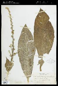 Verbascum pulverulentum image