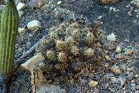 Echinocereus llanuraensis image