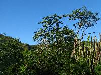 Ceiba aesculifolia subsp. aesculifolia image