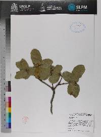 Image of Quercus potosina