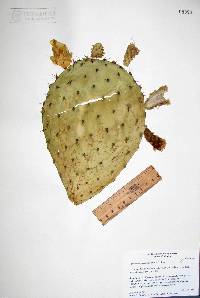 Opuntia durangensis image