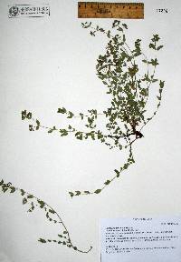 Euphorbia petrina image