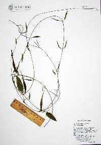 Metastelma latifolium image