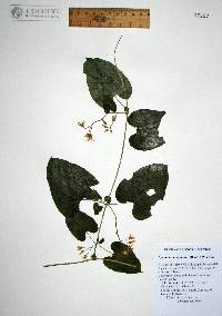 Cynanchum ligulatum image