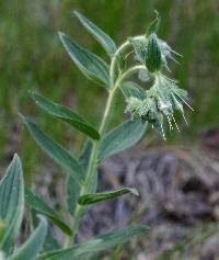Image of Lithospermum molle
