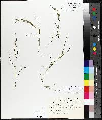 Potamogeton longiligulatus image