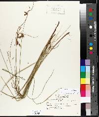 Carex magellanica image