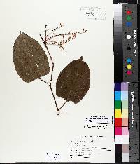 Image of Persicaria acuminata