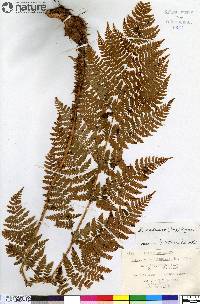 Dryopteris austriaca image