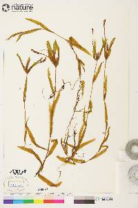 Potamogeton alpinus image