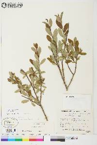 Image of Salix athabascensis