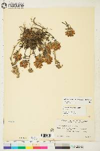 Image of Pedicularis arctoeuropaea