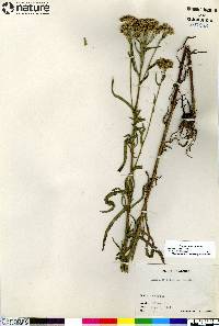 Achillea alpina image