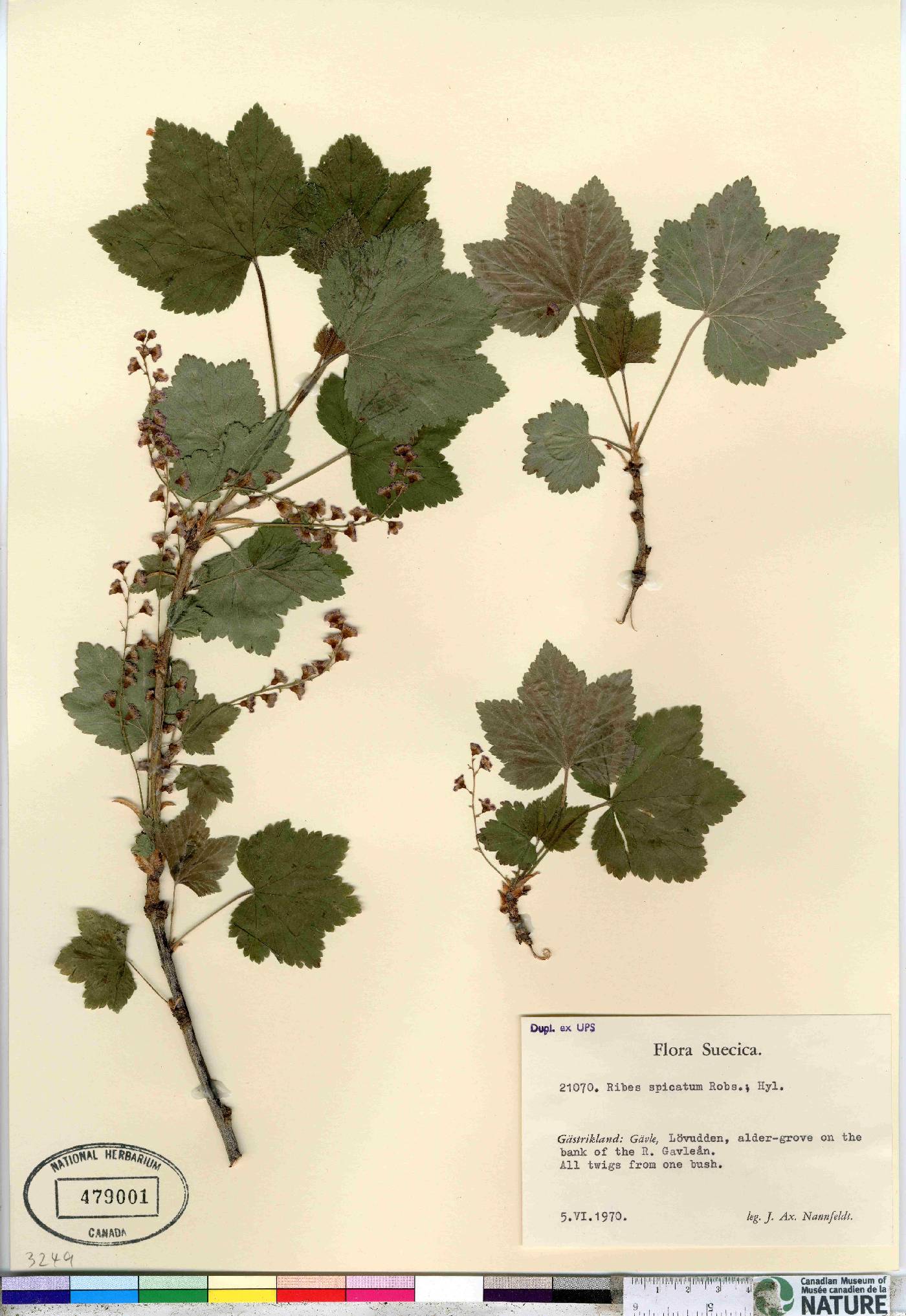Ribes spicatum image
