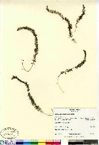 Utricularia intermedia image