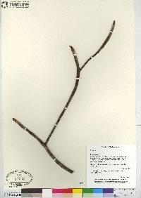 Image of Euphorbia ankaranae