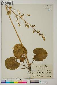 Micranthes spicata image