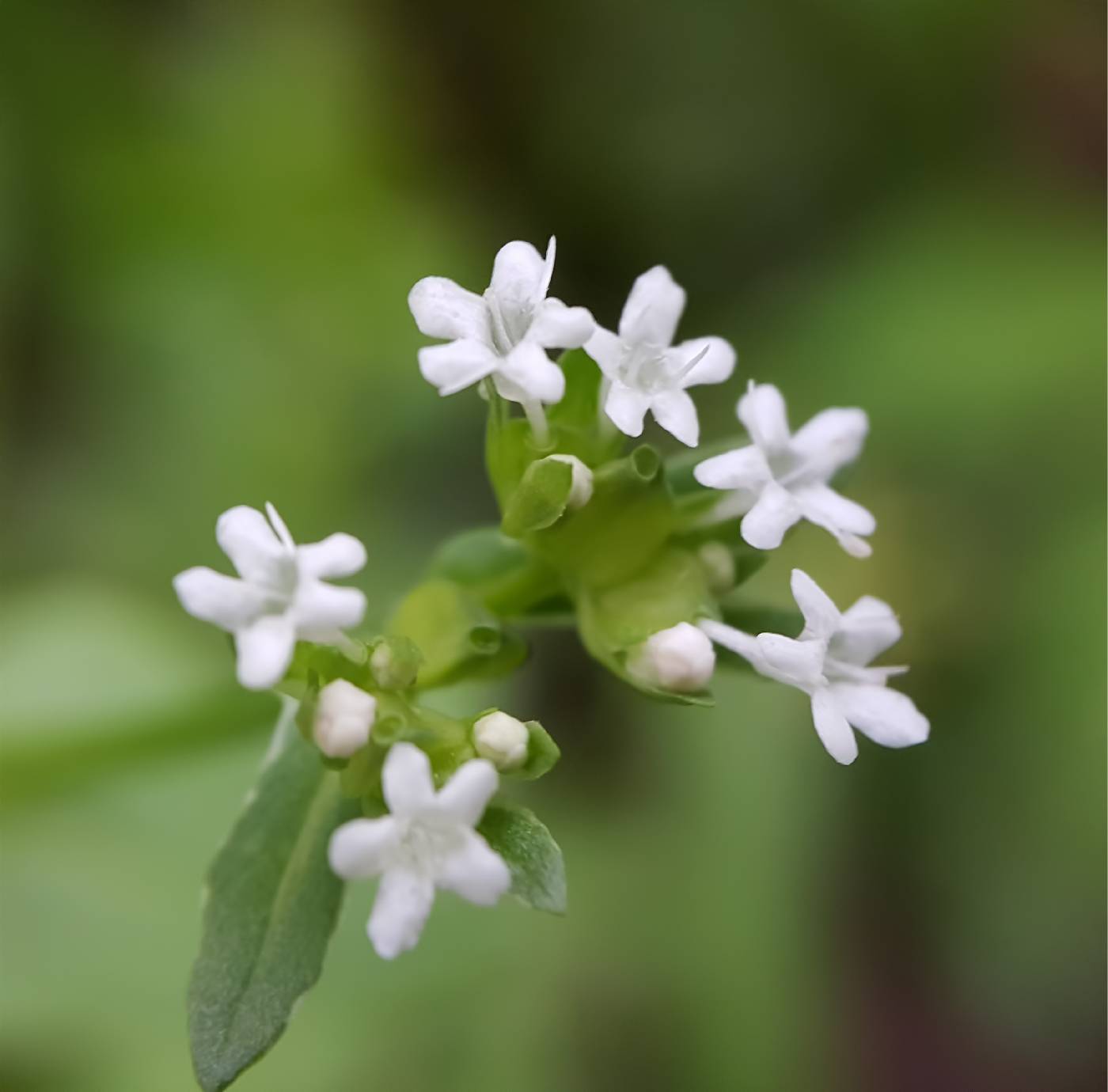Valerianella chenopodiifolia image
