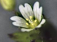 Image of Cerastium pumilum