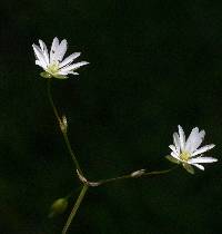 Image of Stellaria graminea