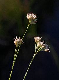 Image of Rhynchospora alba