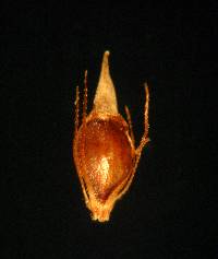 Image of Rhynchospora capitellata