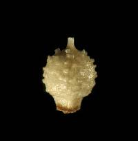 Image of Scleria verticillata