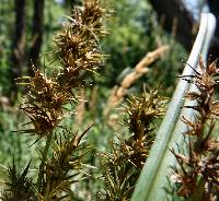 Image of Carex crus-corvi
