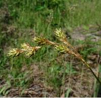 Image of Carex foenea
