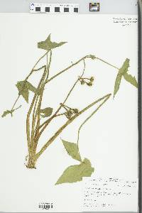 Sagittaria montevidensis subsp. calycina image