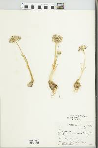 Allium deserticola image