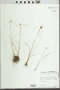 Cyperus seslerioides image