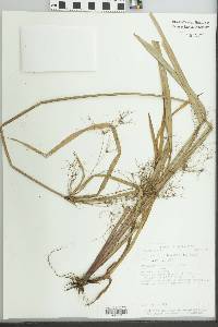 Image of Cyperus chorisanthos