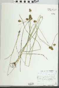 Cyperus manimae image