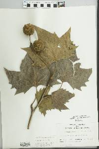 Image of Platanus × acerifolia