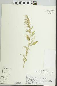Image of Chenopodium strictum