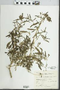 Image of Amaranthus muricatus
