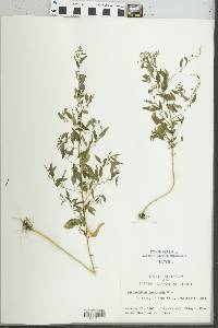 Image of Chenopodium boscianum