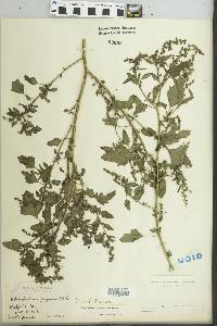 Image of Chenopodium missouriense