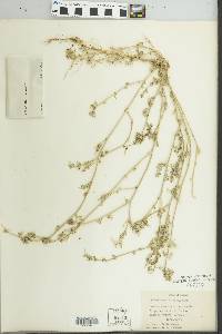 Image of Chenopodium vulvaria